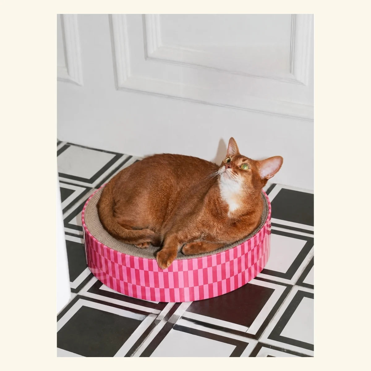 Color Wheel Round Cat Scratcher in a bright pet-home setting